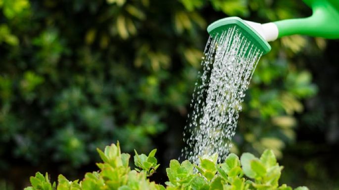 Florecen y le dan belleza a tu jardín: las plantas que no necesitan mucho riego