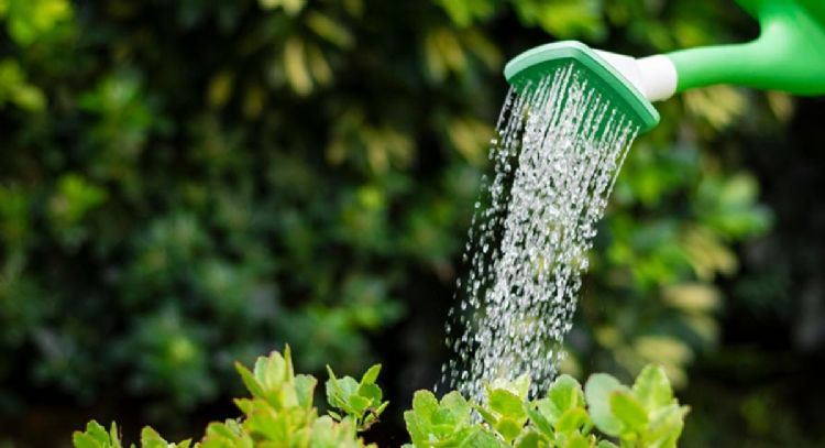 Florecen y le dan belleza a tu jardín: las plantas que no necesitan mucho riego