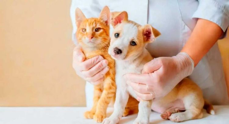 ¿Cambia la dieta de los gatos?: el nuevo y extraño alimento que podría tener tu mascota