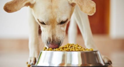 Atento a tu mascota: los aspectos que hay que tener en cuenta en la alimentación de tu perro