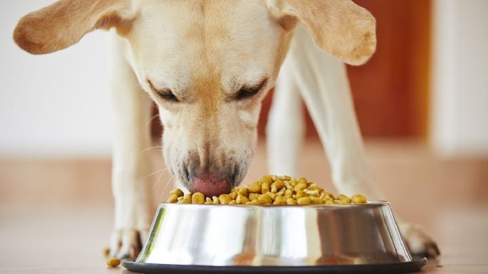 Atento a tu mascota: los aspectos que hay que tener en cuenta en la alimentación de tu perro