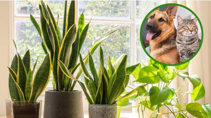 Ambas pueden convivir: las mejores plantas para tu hogar si cuentas con mascotas