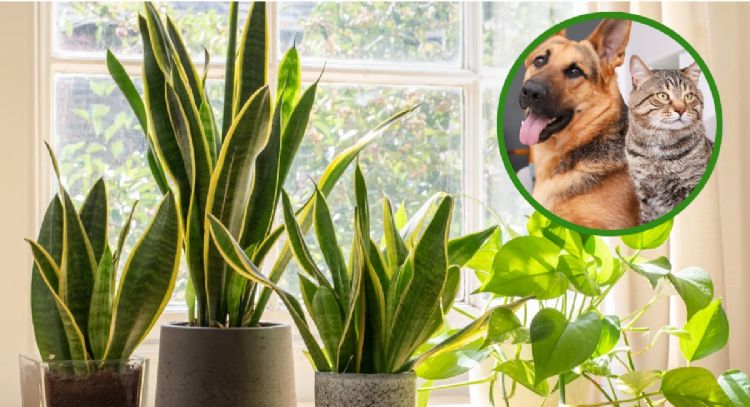Ambas pueden convivir: las mejores plantas para tu hogar si cuentas con mascotas