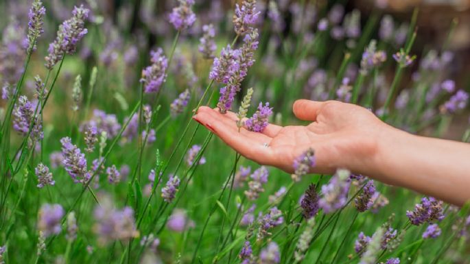 Darle vida y aroma a tu hogar: las plantas que le darán una fragancia única a tu casa en invierno