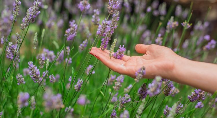La Lavanda te lo agradecerá: las plantas que se favorecen al crecer a su lado