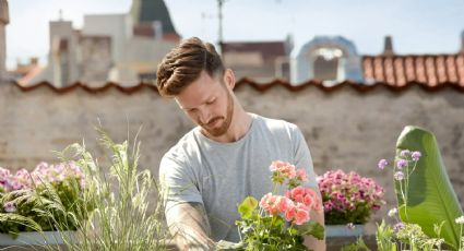 Si tienes un espacio soleado: las mejores plantas para tener en el jardín