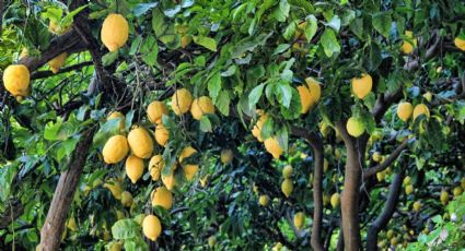 Te invadirá una plaga: la planta que tienes que sacar rápido de tu jardín para evitar problemas