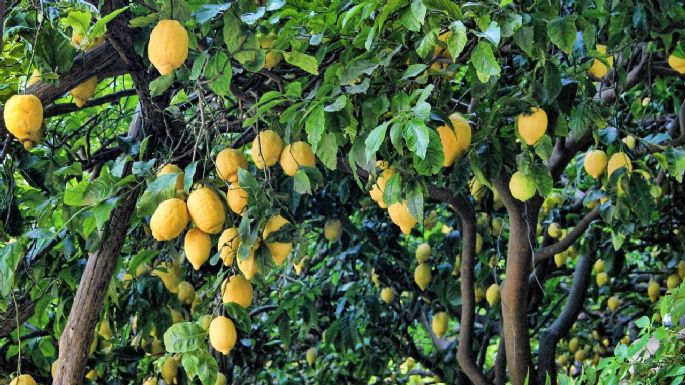 Te invadirá una plaga: la planta que tienes que sacar rápido de tu jardín para evitar problemas