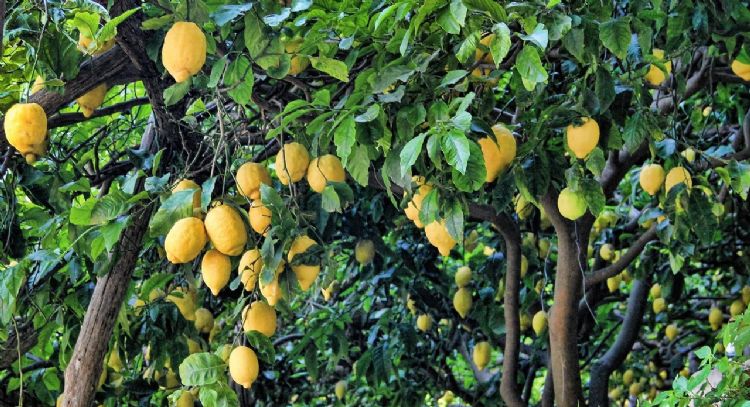 Te invadirá una plaga: la planta que tienes que sacar rápido de tu jardín para evitar problemas