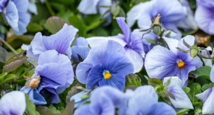 Para que te acompañen en todo el invierno: las plantas más resistentes al frío