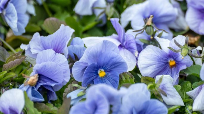 Para que te acompañen en todo el invierno: las plantas más resistentes al frío