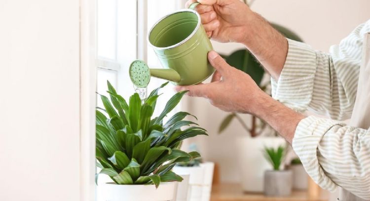 Casi todos lo tienen en su hogar: así podés cuidar tu plantas de manera económica