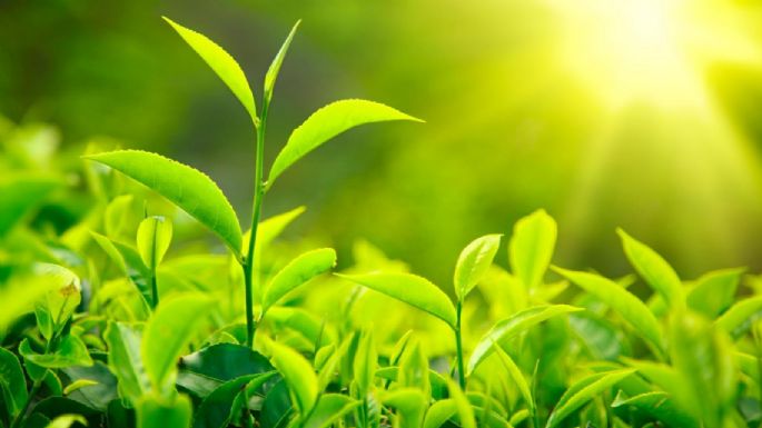 Siempre en la mañana es mejor: los motivos por los que debes regar tus plantas bien temprano en el día