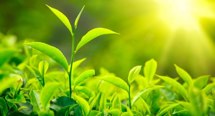 Siempre en la mañana es mejor: los motivos por los que debes regar tus plantas bien temprano en el día