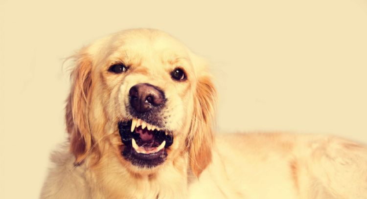 Enseñale a tu perro a no morder a los demás: el consejo de los expertos para tu mascota