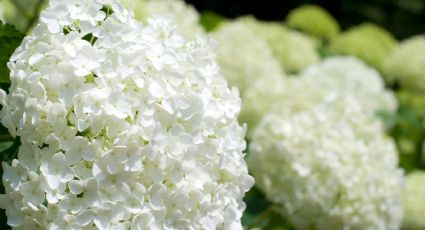 Dan flores en medio del invierno: las plantas que querrás tener en tu casa durante la estación fría