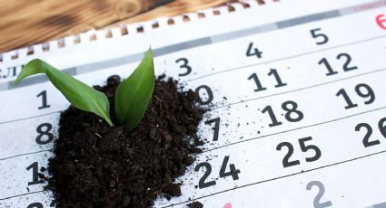 Agosto es un mes importante: así podés cultivar estas plantas durante este mes