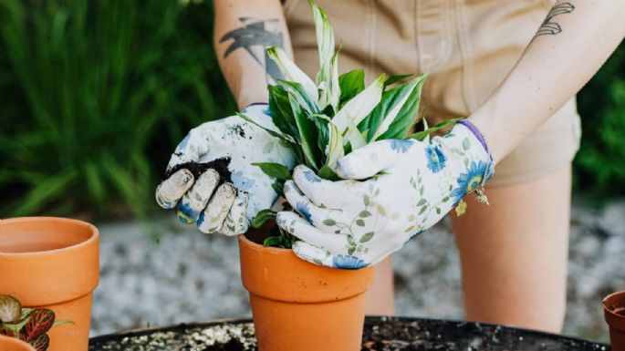 Dan resultados de manera rápida: los secretos para sembrar plantas en invierno