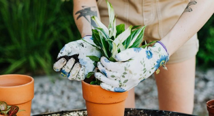 Dan resultados de manera rápida: los secretos para sembrar plantas en invierno