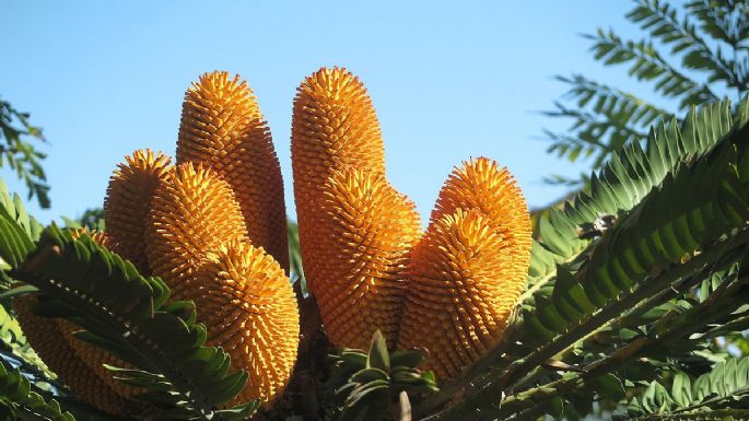 Está en extinción y quieren darle una pareja con IA: cuál es la planta más solitaria del planeta