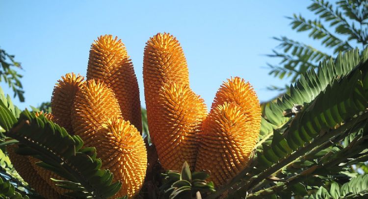 Está en extinción y quieren darle una pareja con IA: cuál es la planta más solitaria del planeta