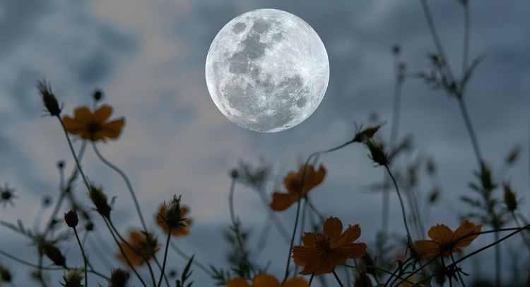 Todo un mundo: cómo impactan los ciclos lunares en el desarrollo de las plantas
