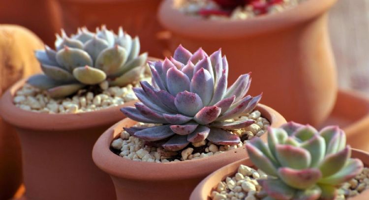 No lo pienses dos veces: las plantas que debes tener para traer abundancia a tu hogar
