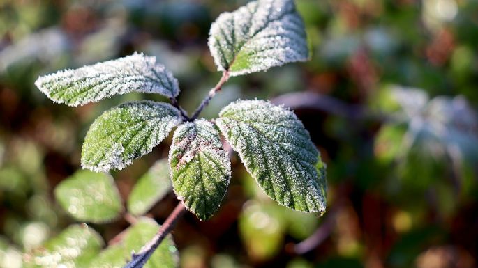 Darle belleza a tu jardín: las mejores ideas para tus plantas en este invierno