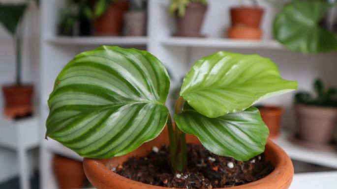 No la dejes fuera de tu jardín: la planta que más recomiendan tener en tu casa