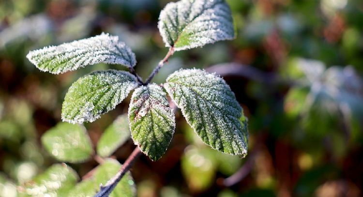 Darle belleza a tu jardín: las mejores ideas para tus plantas en este invierno