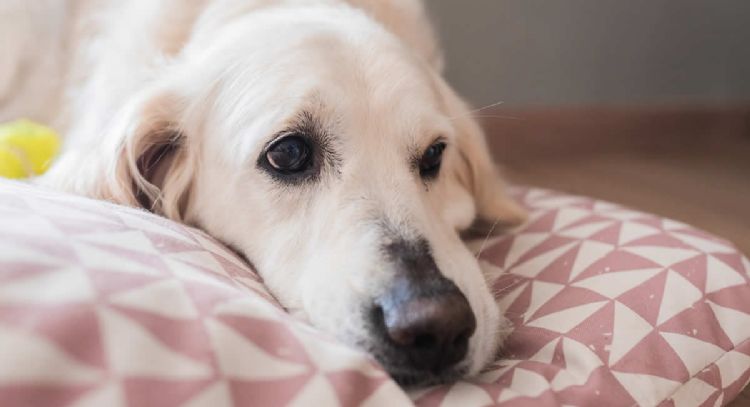Hay que cuidarlas: así podes evitar que tus mascotas se contagien de este virus
