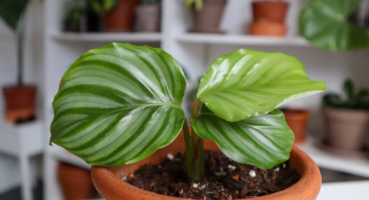 No la dejes fuera de tu jardín: la planta que más recomiendan tener en tu casa