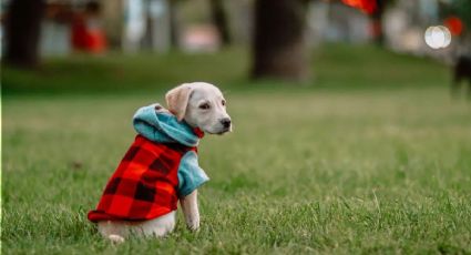 Un estudio lo demuestra: tener mascotas te obliga a gastar con consciencia