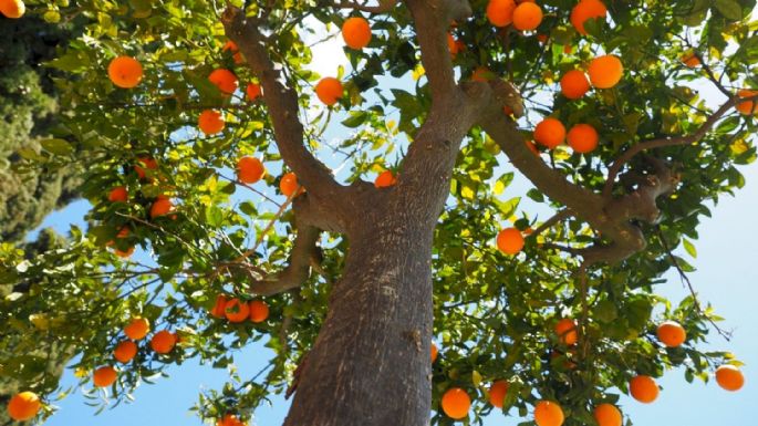 Son comestibles: las plantas silvestres que dejan muchos frutos y dónde recolectarlas