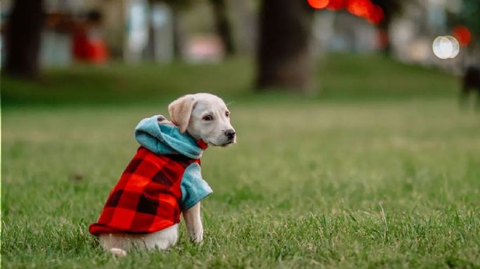 Un estudio lo demuestra: tener mascotas te obliga a gastar con consciencia