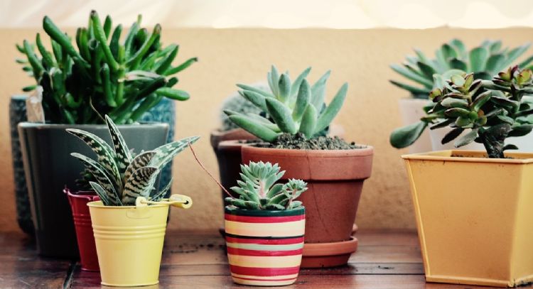 Hay para elegir: las 5 plantas de interior que le darán vitalidad a tu hogar