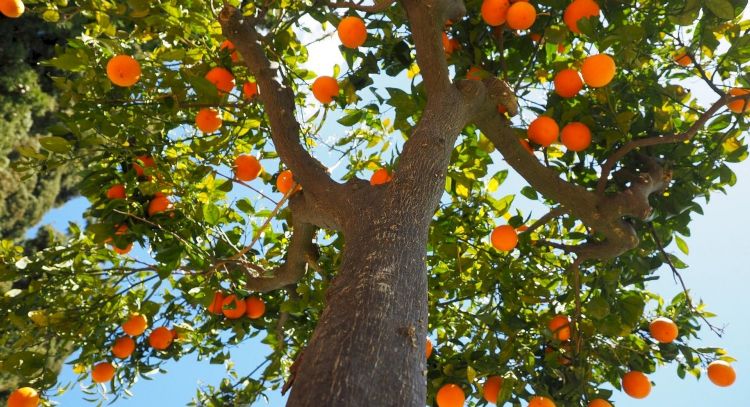 Son comestibles: las plantas silvestres que dejan muchos frutos y dónde recolectarlas