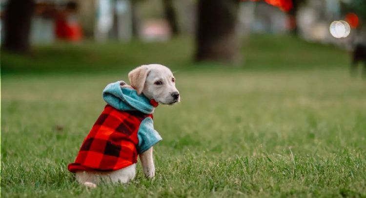 Un estudio lo demuestra: tener mascotas te obliga a gastar con consciencia