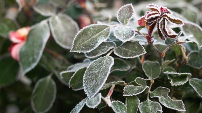 Las debes evitar a toda costa en esta época: las plantas que no se llevan bien con el frío