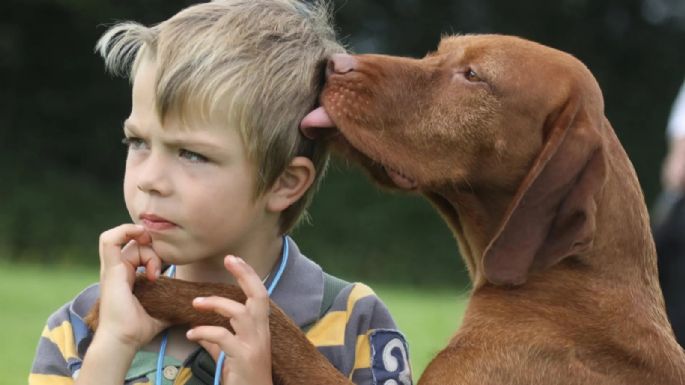 Así podes prevenirlo: las enfermedades que los perros transmiten a través de su saliva