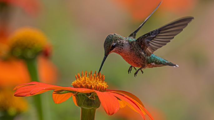 ¿Un colibrí visitó tu jardín?: el significado detrás de este curioso animal