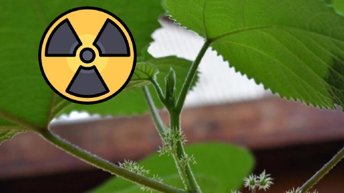 No la toques: la planta que atemoriza a Estados Unidos por las quemaduras y lesiones que causa