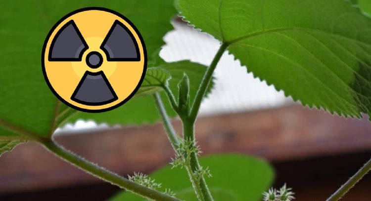 No la toques: la planta que atemoriza a Estados Unidos por las quemaduras y lesiones que causa