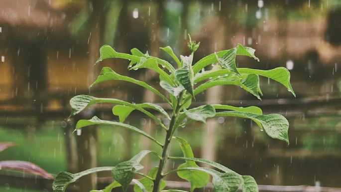 Efecto positivo: las plantas de interior que se llevan bien con el agua de lluvia