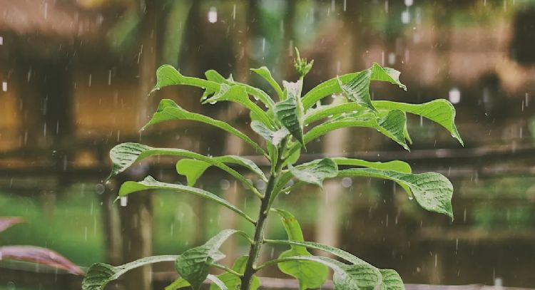 Efecto positivo: las plantas de interior que se llevan bien con el agua de lluvia