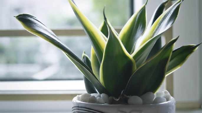 Nada es más eficiente: las plantas que te ayudarán a combatir la contaminación