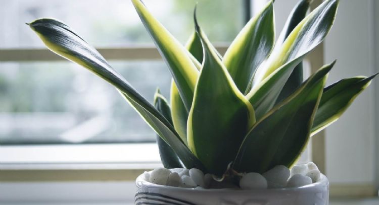 Nada es más eficiente: las plantas que te ayudarán a combatir la contaminación