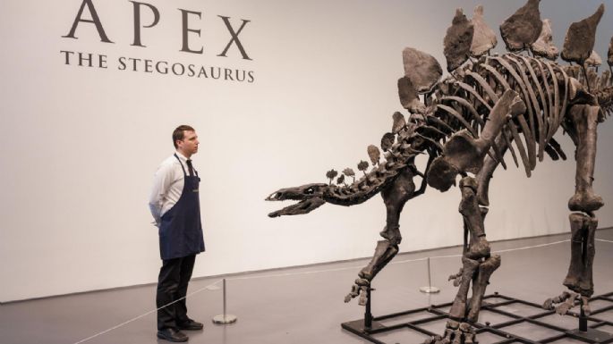 Más de 40 millones de dólares: se subastó el fósil de dinosaurio de mayor valor en la historia