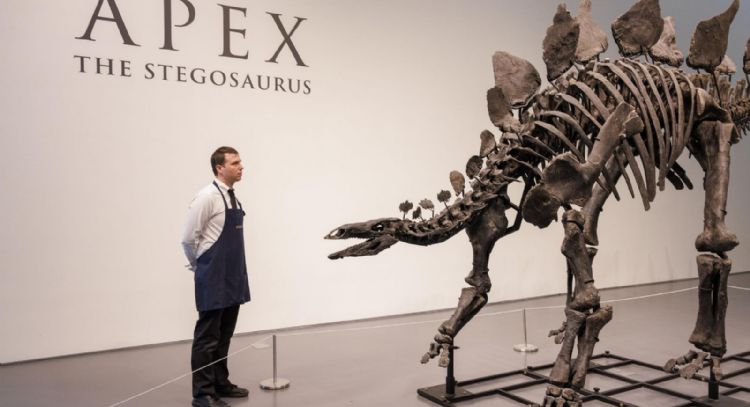 Más de 40 millones de dólares: se subastó el fósil de dinosaurio de mayor valor en la historia