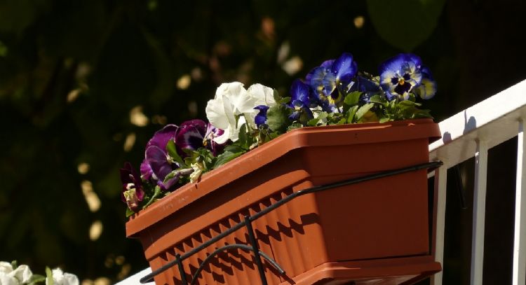En la terraza o el balcón: la mejor manera de proteger a tus plantas
